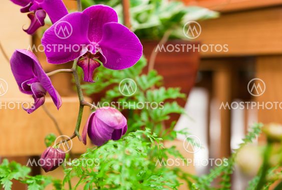 Large Purple Orchids