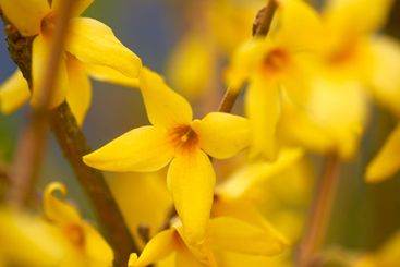 Flowers, closeup and garden with blossom for spring, zen...