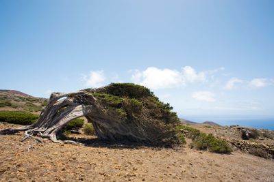 juniper tree bent by the enduring wind, El Hierro