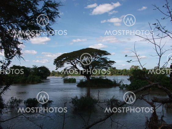 Tree in the Mekong