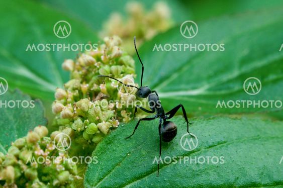 Black ant