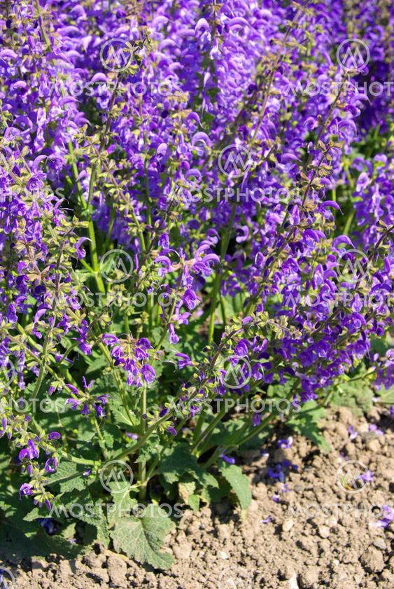Wiesensalbei - Meadow Sage 01