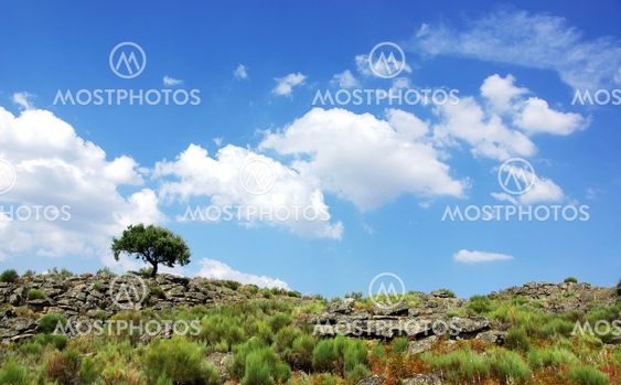 Oak tree, rocks at north of alentejo region