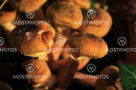 Group of mushrooms