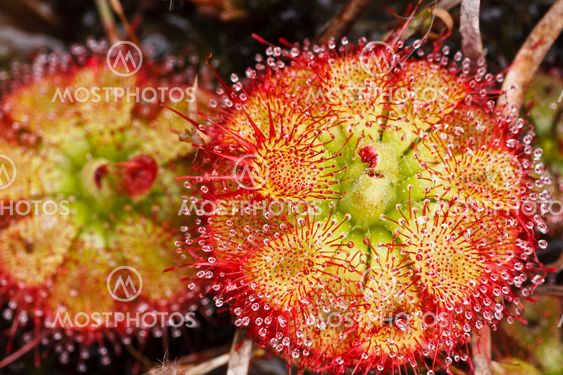 Drosera tokaiensis Carnivorous Plant