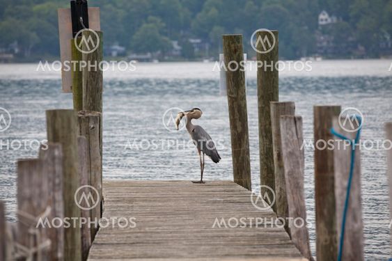 Great Blue Heron- successful fishing