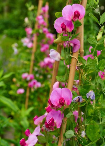 Environment, flowers and lawn with plant in nature for...