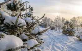 Snow-covered branches of Christmas trees. Frost-covered...