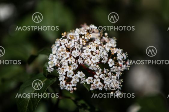 Viburnum tinus