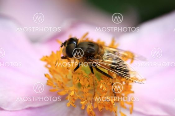 Bee on a pink anemone