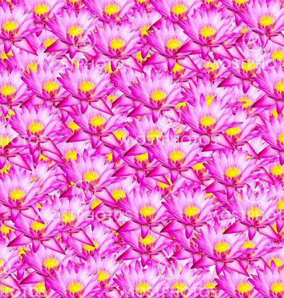 Lotus background