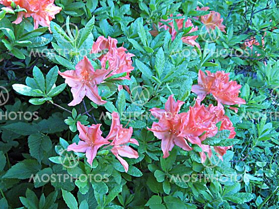 Rhododendron in spring