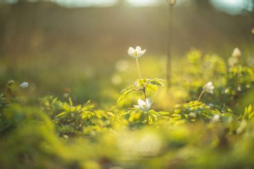 Early spring thimbleweed, Anemone nemorosa.