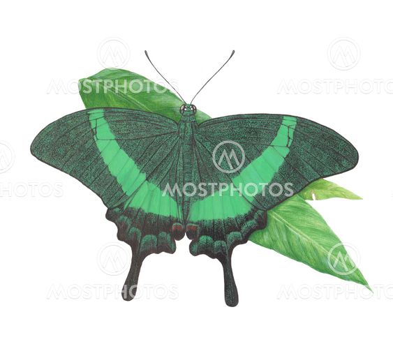 butterfly Banded-Peacock