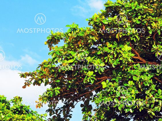 Thai Tree Branch