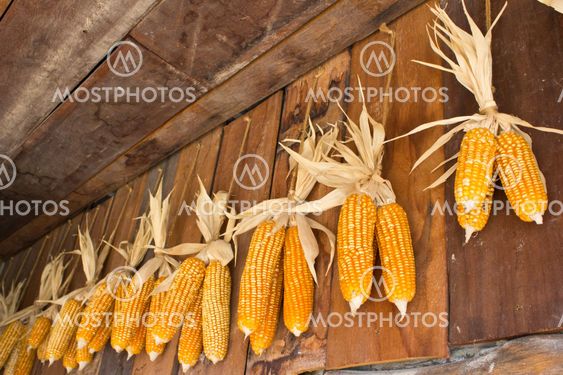 old corn1