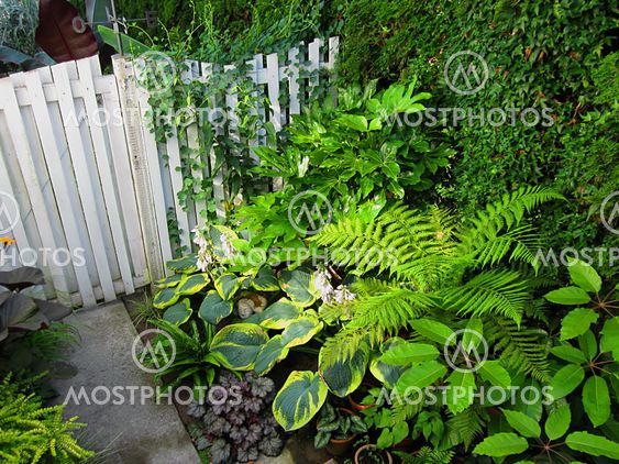 Garden hegn