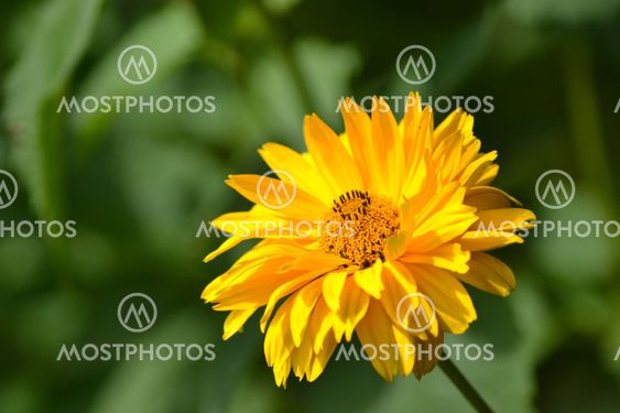 Yellow flower