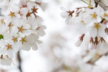 Natural border with white flower on blurred spring...