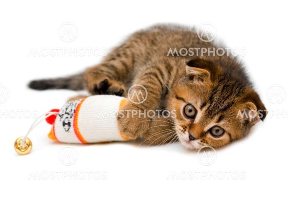 Little playful kitten