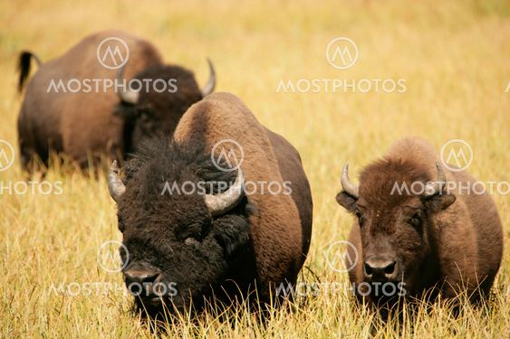Bison Lovers Together