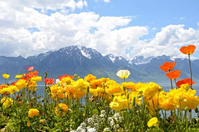 Flowers against mountains and lake Geneva from the...