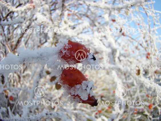 frosty rose hip