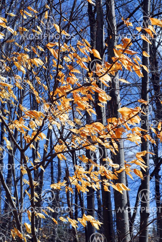 Late fall