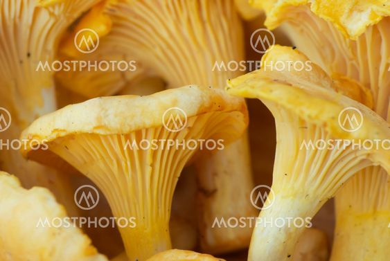 Chanterelle