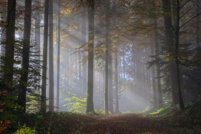 fairy or mystic  forest