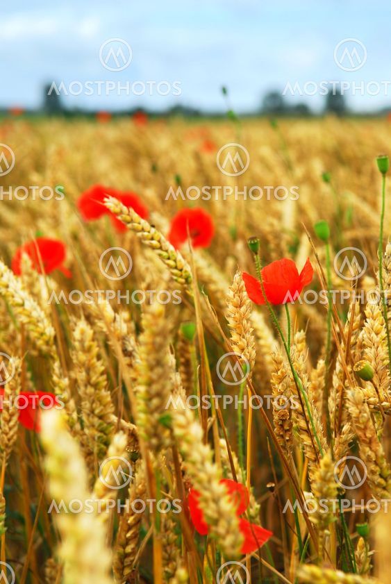 Grain and poppy field