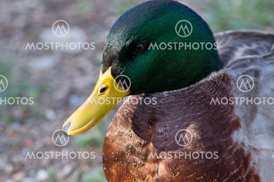 Mallard duck