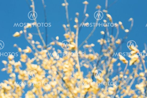 abstract picture of autumn in Belarus