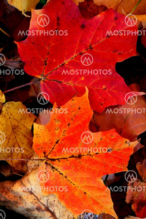 Maple Leaves