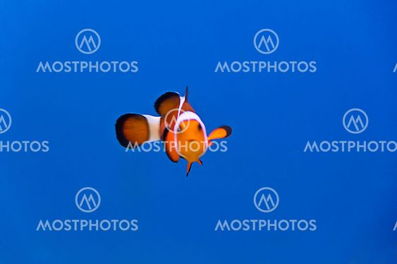 Clown fish