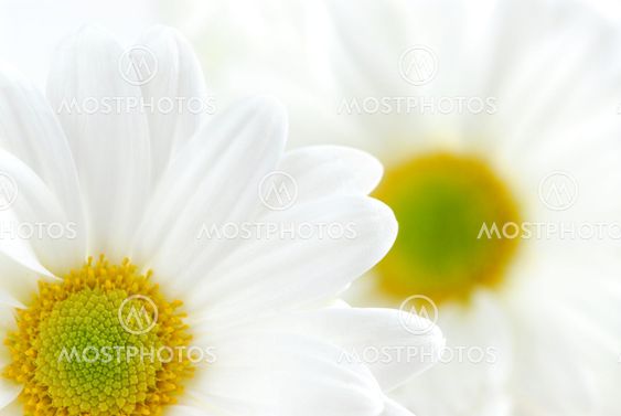 Hvid daisies