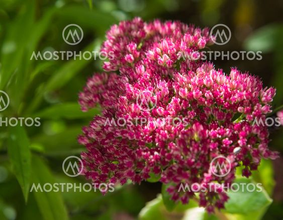The red flower