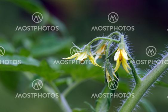 Tomato flowers