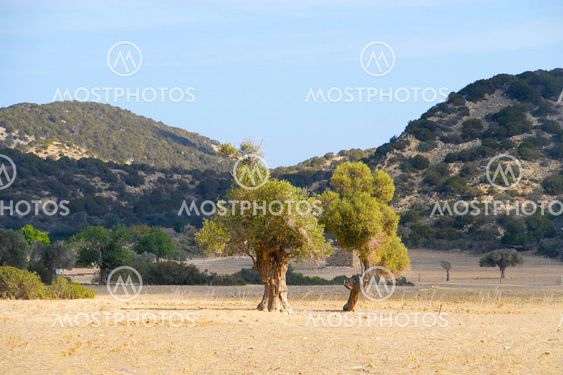 two olives