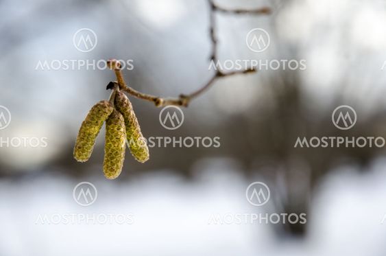 Hazel catkins