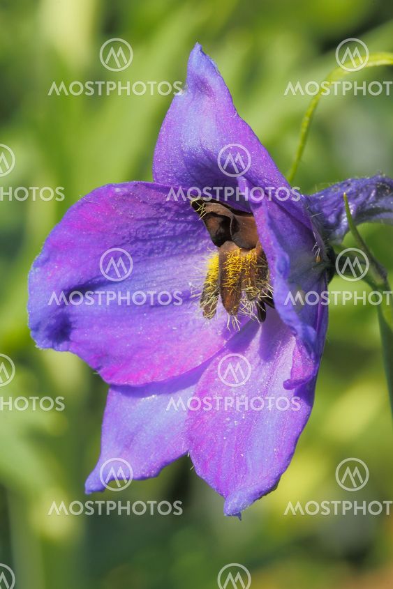Larkspur (Delphinium)