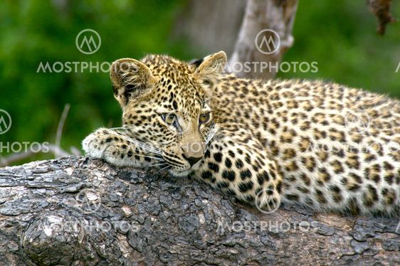 Leopard cub