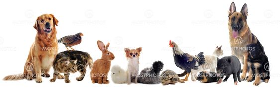 group of pets
