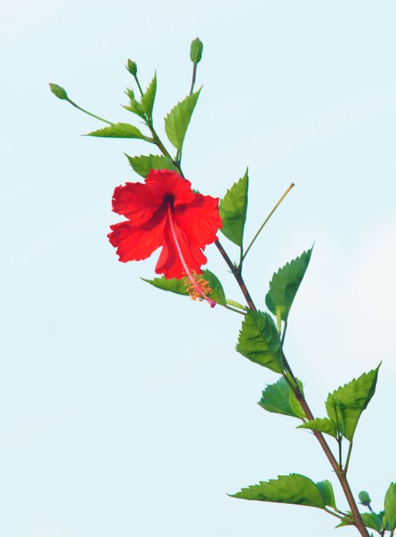 Red flower