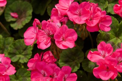 Pink Geranium