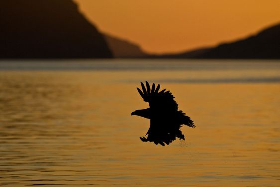 Sea-Eagle-07