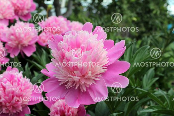 Pink flower