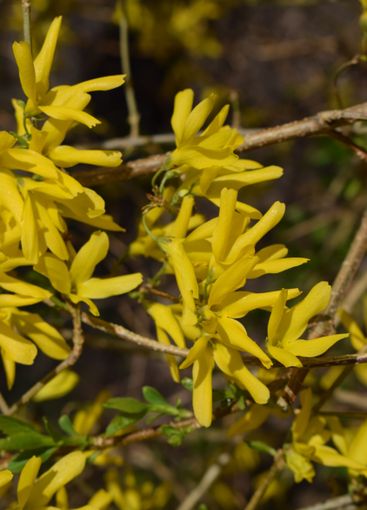 Forsythia flowers in sunny day. Nature soft selective...