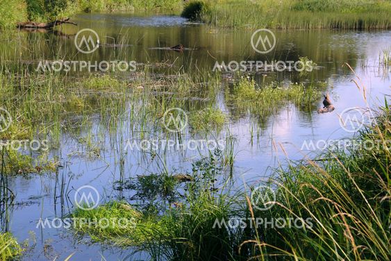 Overgrown Pond in Central Russia