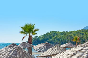 Palm tree, beach or tourism with resort, hotel or blue...